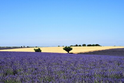 Lavender Full-Day Valensole