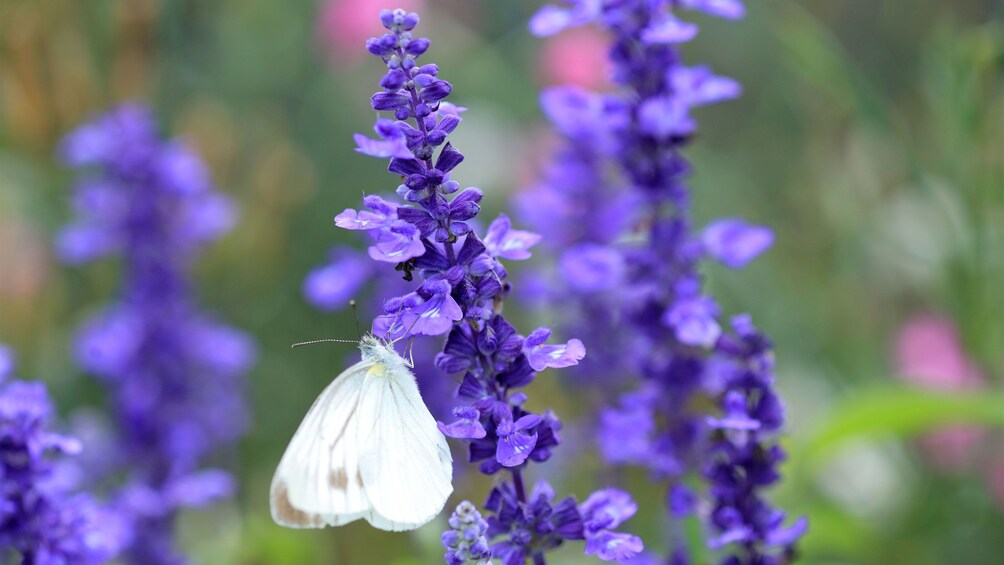 Butterfly on lavender in France