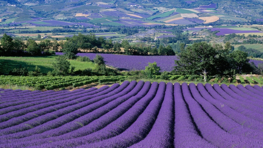 Stunning view of the lavender fields in France