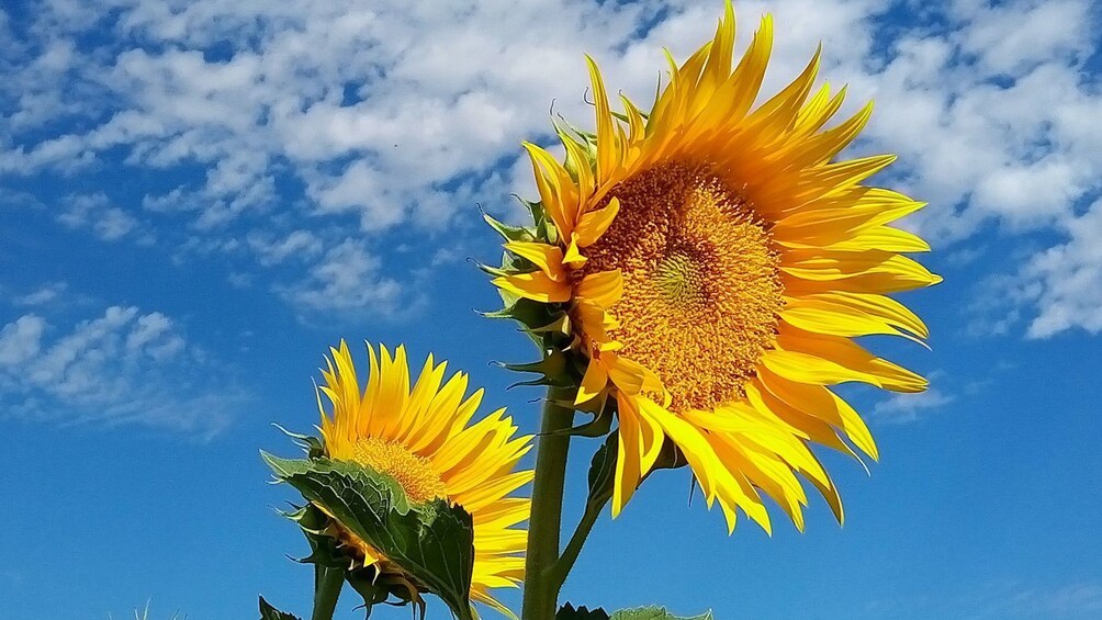 Aix-en-Provence & Valensole Lavender Fields Full-Day Tour