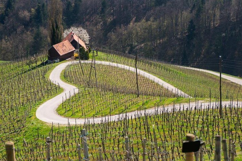 Private Maribor, Ptuj & Wine Road from Bled