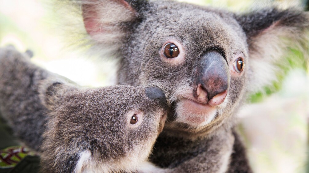 adult Koala holds infants in jungle in Cairns