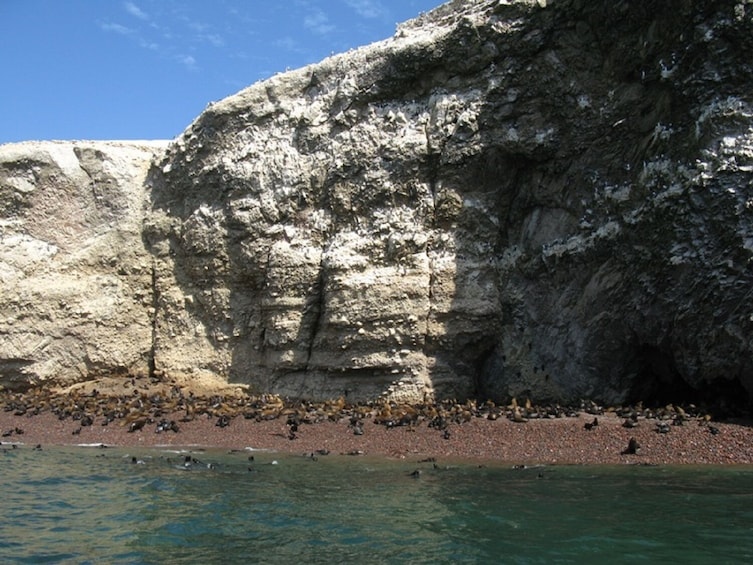 Show item 2 of 10. Ballestas Islands Sigthseeing Tour
