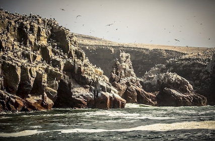 Recorrido en barco por las islas Ballestas en Paracas