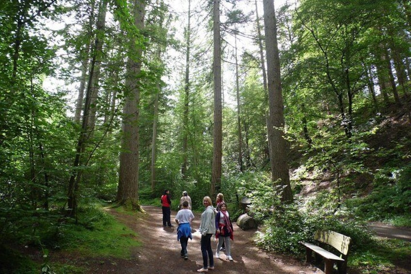 Family enjoying a walk surrounded by Scotland's Tall Trees 
