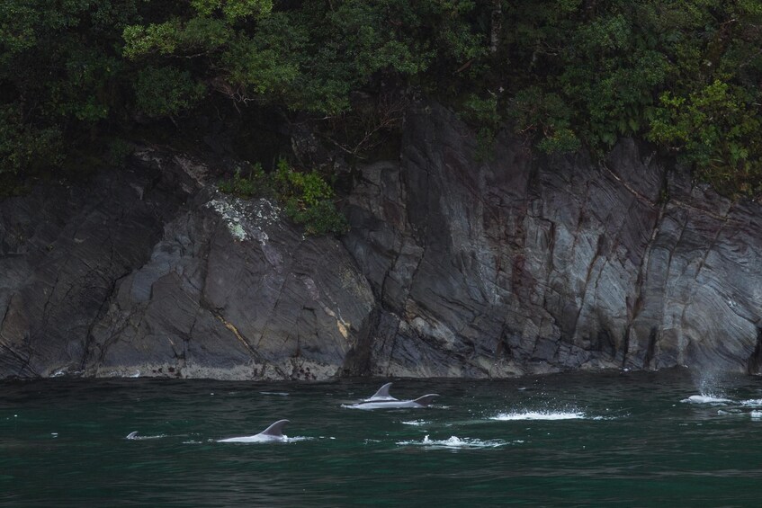 1 hour 45 minute Milford Sound Cruise