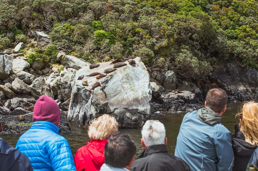 Milford Sound Classic Cruise