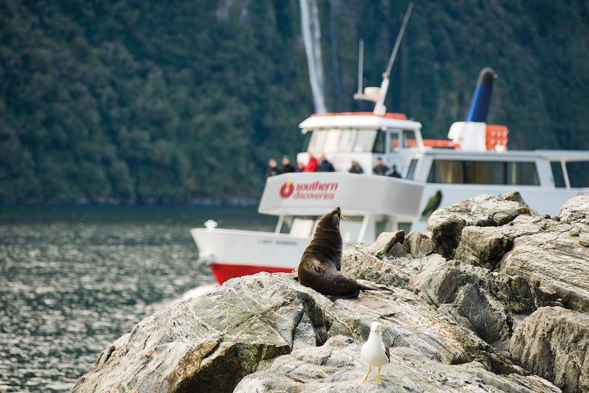 Milford Sound Cruise with underwater observatory and lunch