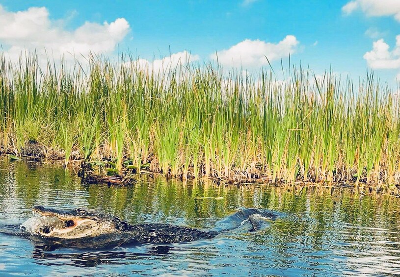 Everglades Excursion