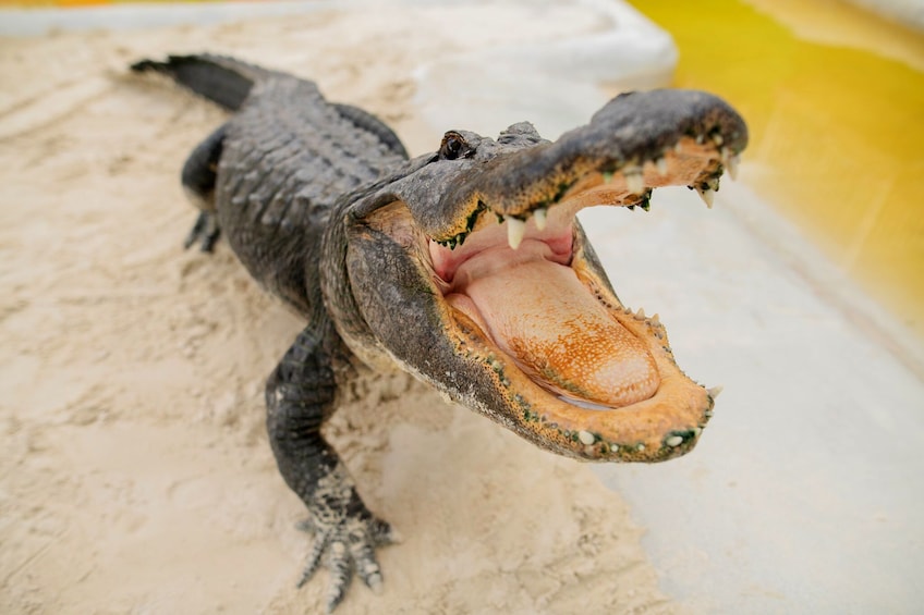 Everglades Excursion