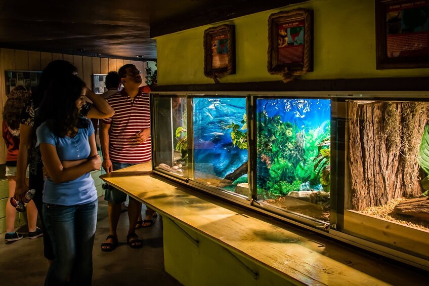 Everglades Adventure Tour From Miami in a Luxury Bus
