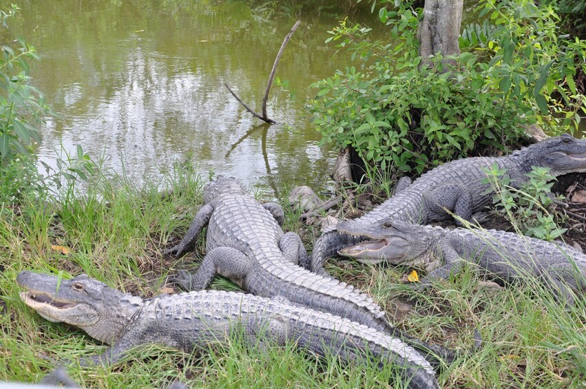 Miami To The Max! & Everglades Tour (Combo)