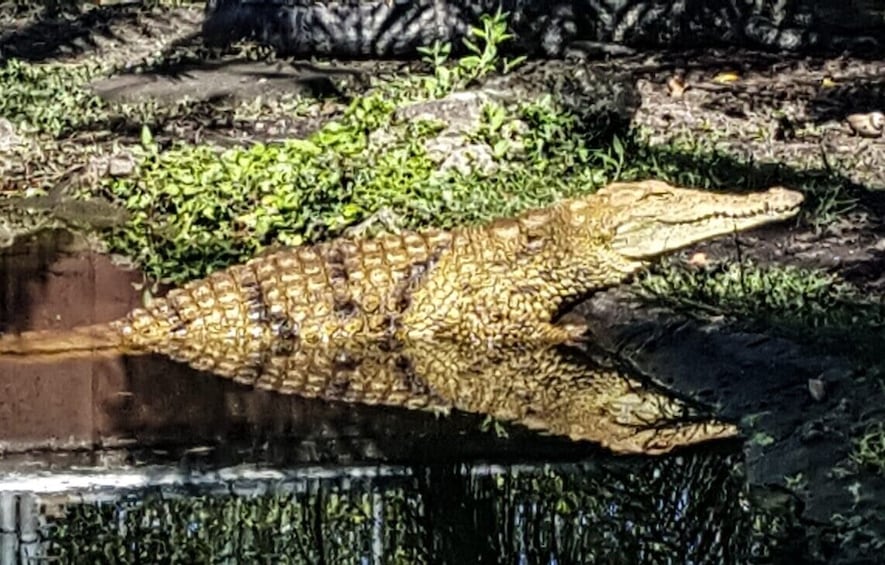 Miami Everglades Tour & Star Island Boat Cruise (Combo)