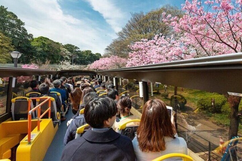 Xmas Special: Open Top Bus X'mas Tokyo Winter Illuminations