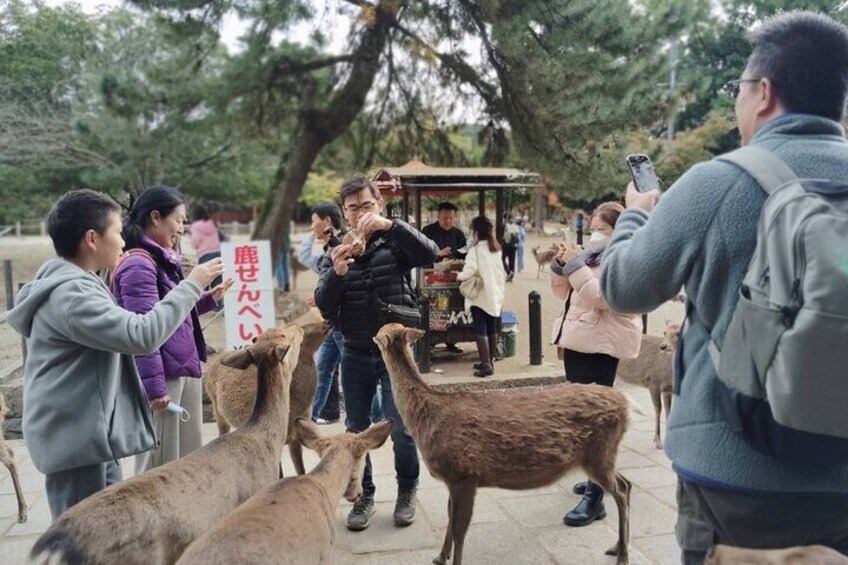 From Osaka/Kyoto: Kyoto & Nara Day Trip with Lunch