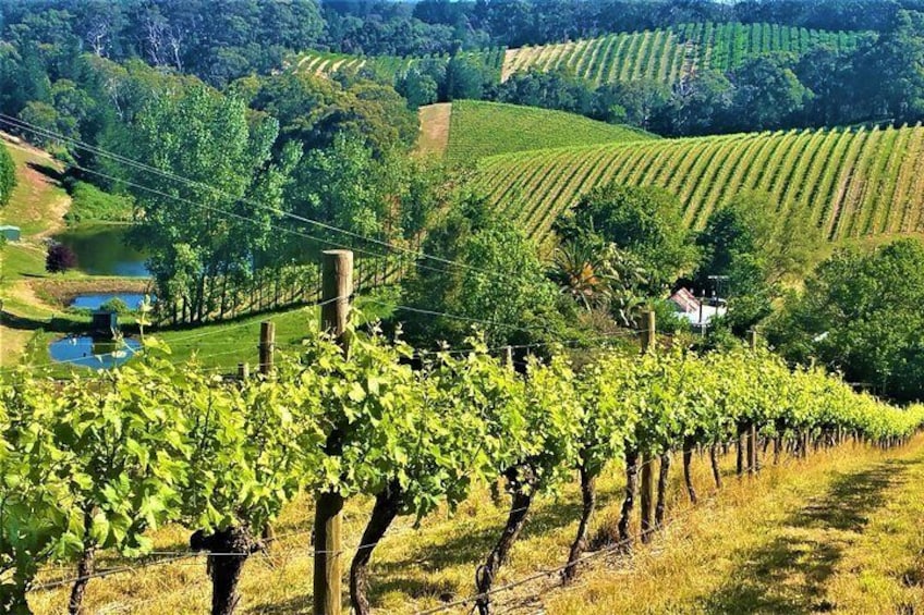 Adelaide Hills Private Day Tour