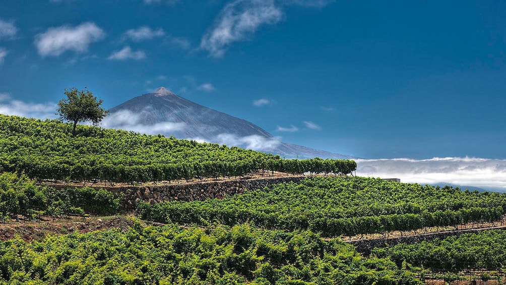 Foto 5 van 5. A lush vineyard with a mountain in the distance in Tenerife