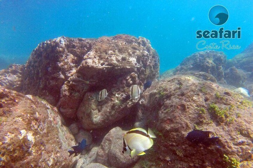 Barber fish
snorkel Costa Rica