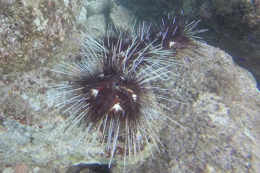 Sea urchin bank
Snorkeling Costa Rica