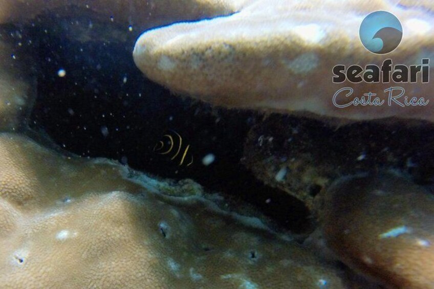 Angel Fish
Snorkeling Costa Rica