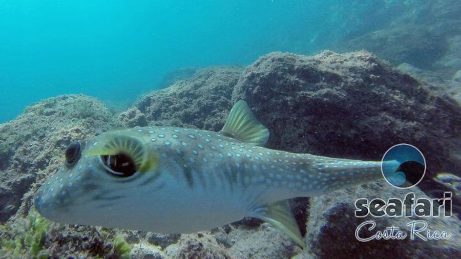 Puffer fish 
Snorkeling Costa Rica