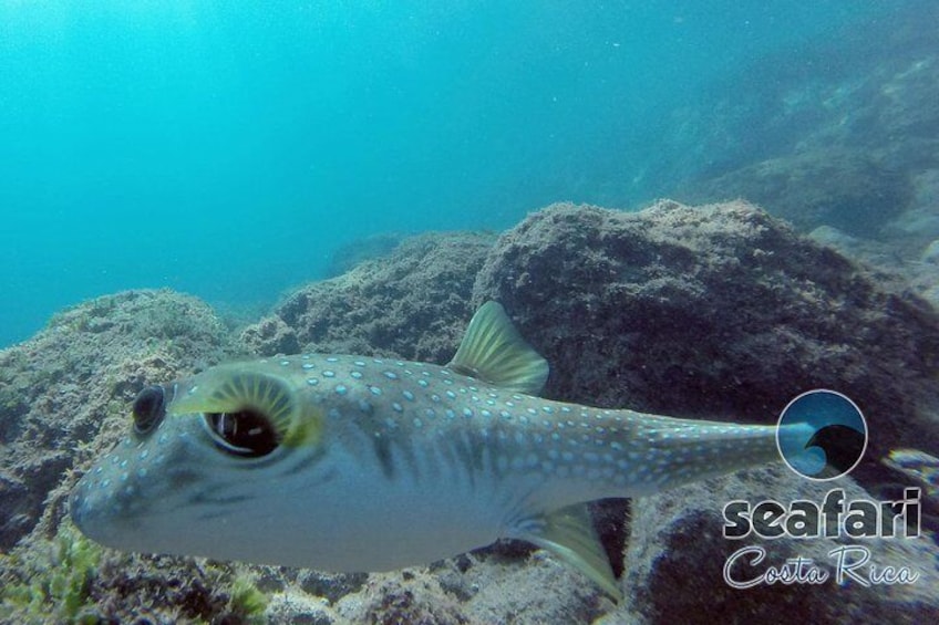 Puffer fish
Snorkeling Costa Rica