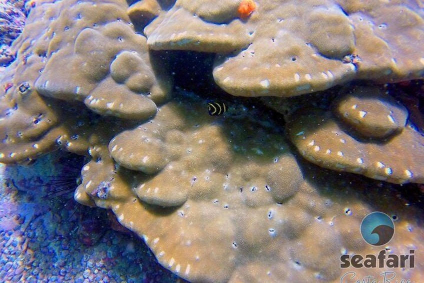Coral Reef
snorkel Costa Rica