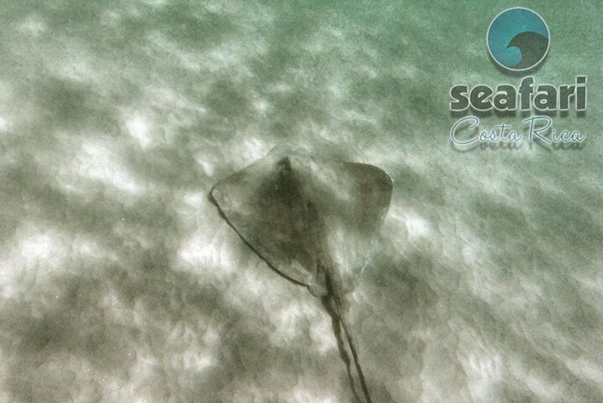 Stingray
snorkeling costa rica