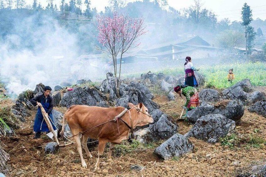 Ha Giang 2 days 1 night - Trekking with Tonkin Vienam Travel