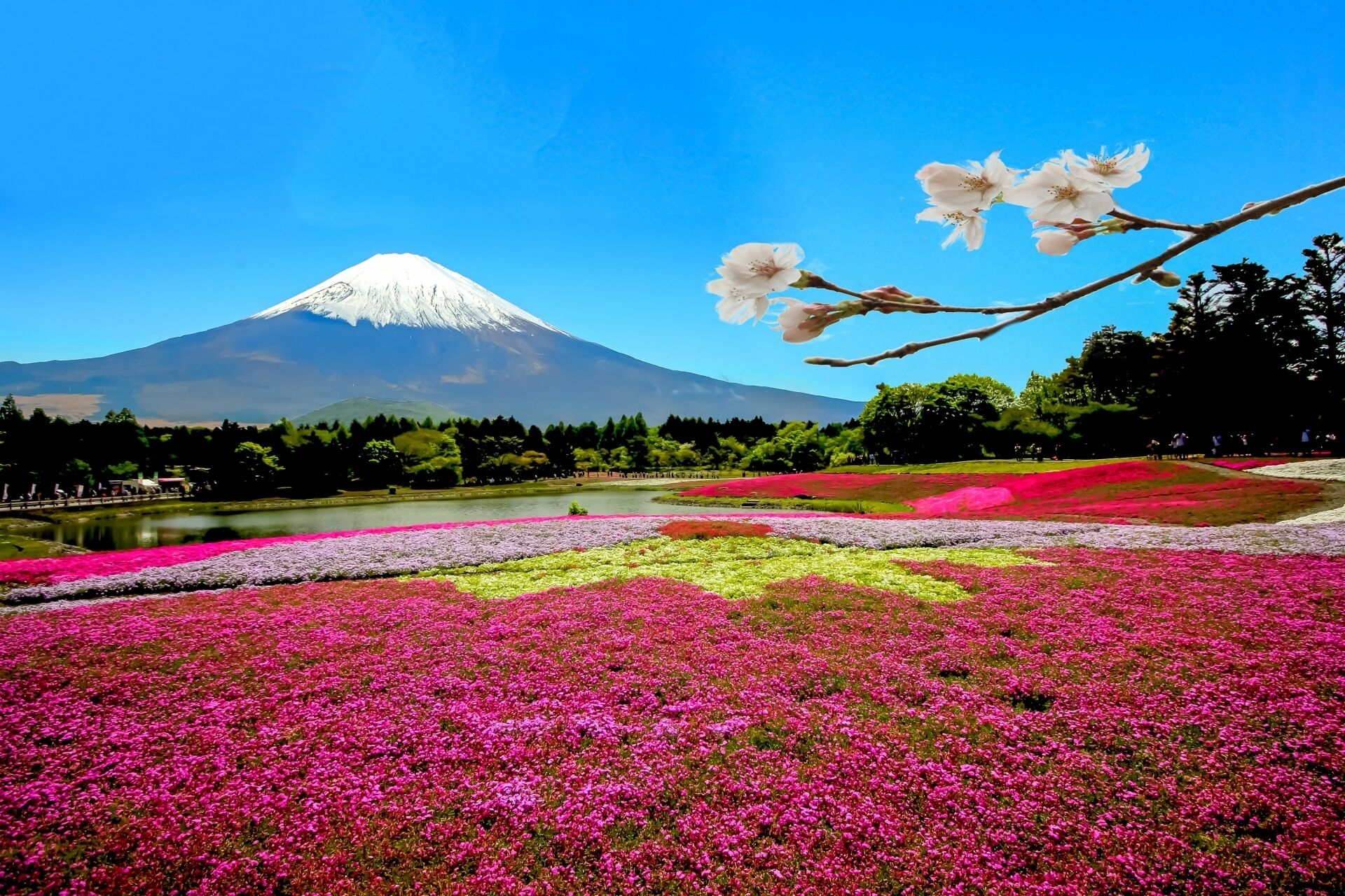 Mt.Fuji & Moss Phlox Flower Festival (Shibazakura)