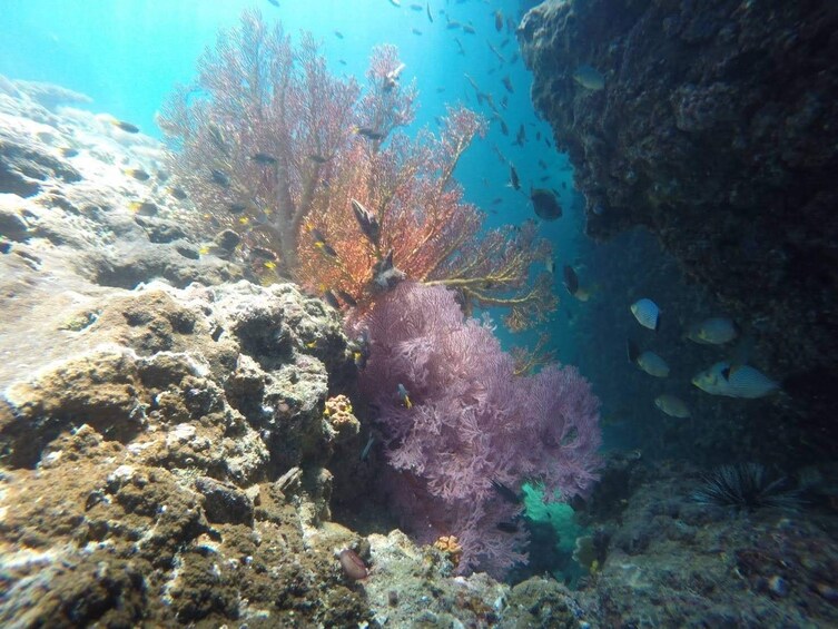 Krabi Nice Sea Snorkeling Tour to Yawasam & Talu Island