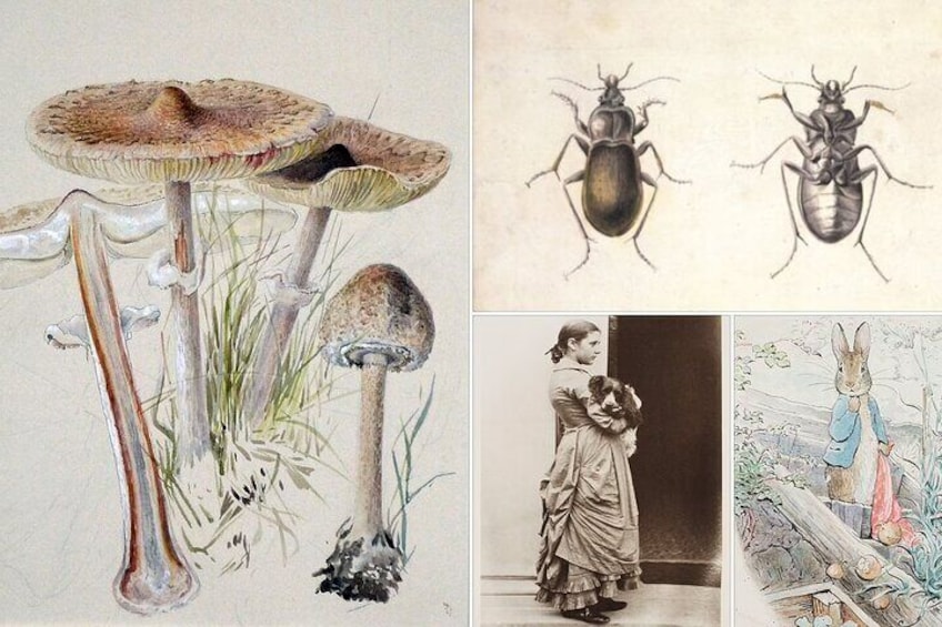 Beatrix Potter - Half Day - Up to 8 People