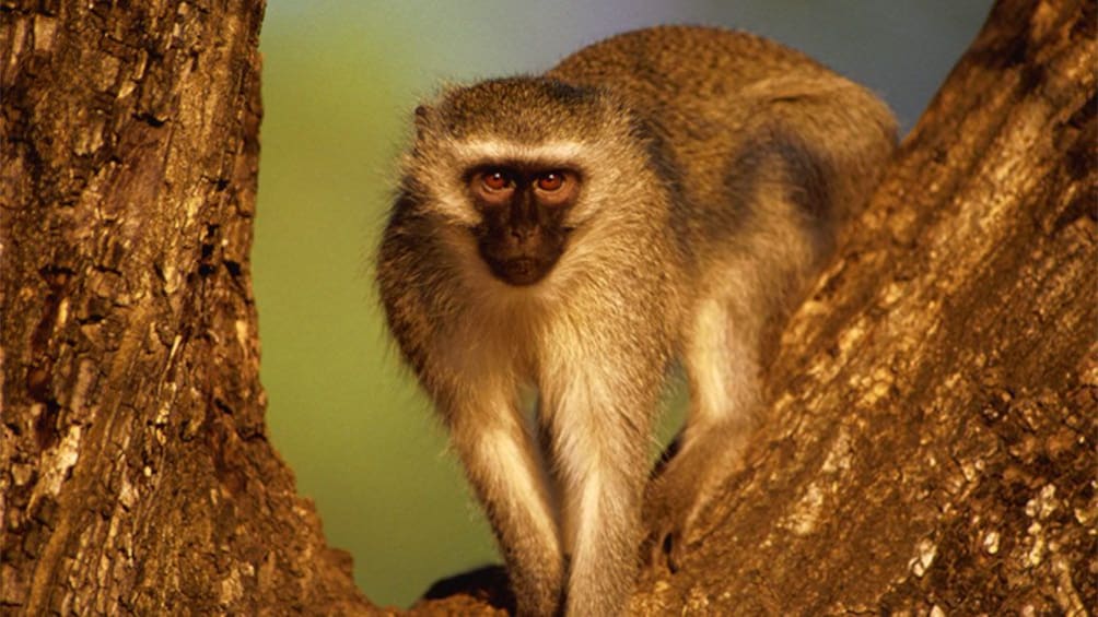 Monkey in the trees in the rainforest in St Kitts