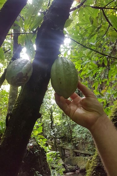 Rainforest Driving Tour