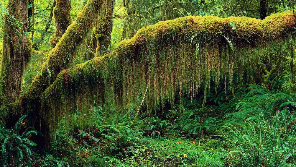 Moss covered trees in the rainforest in St Kitts