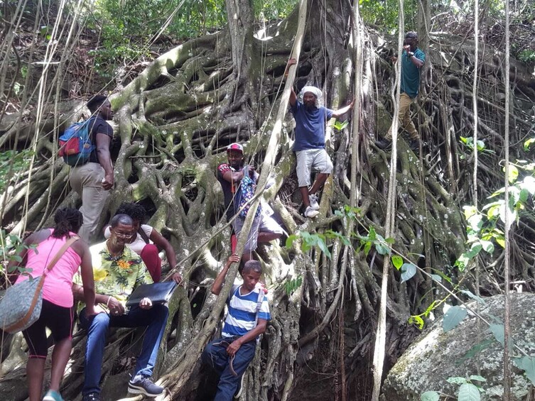 Rainforest Driving Tour