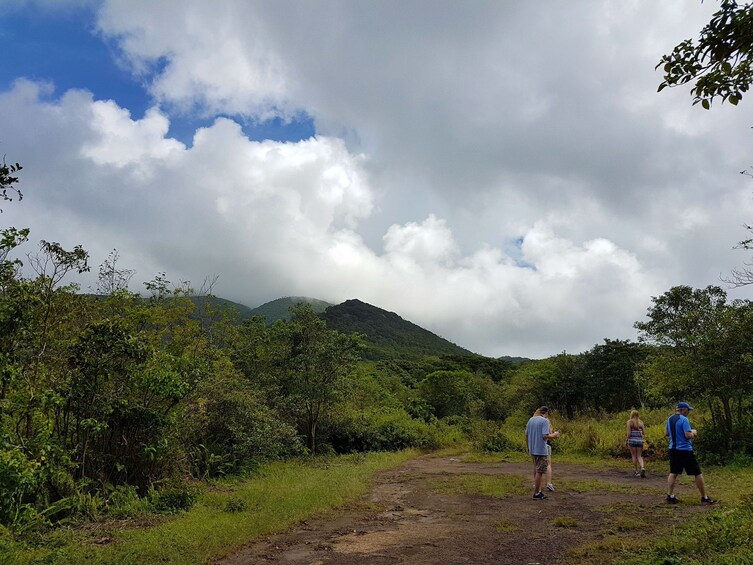 Rainforest Driving Tour