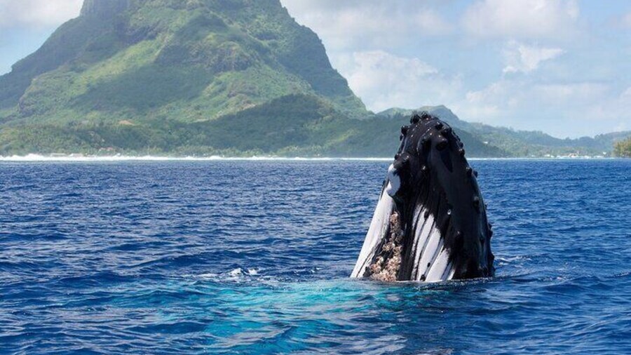 Private Tour: Bora Bora Whale Watching & Swimming Experience