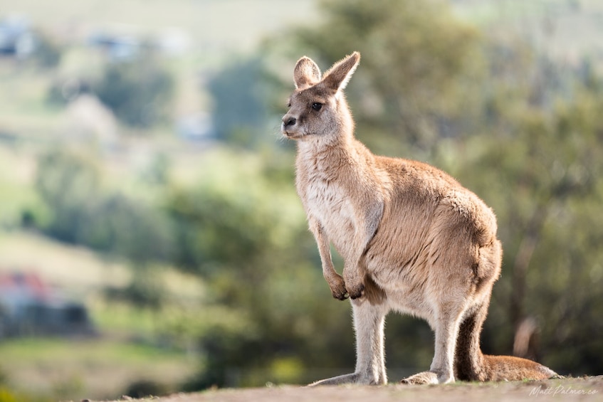 Bonorong Wildlife Sanctuary Feeding Frenzy Tour