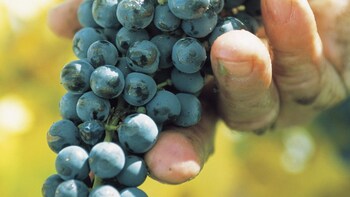 Weekend Richmond & Coal River Valley Wine & Cheese Tour
