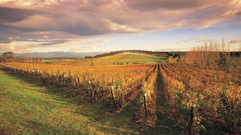 MONA and Wine Experience Tour