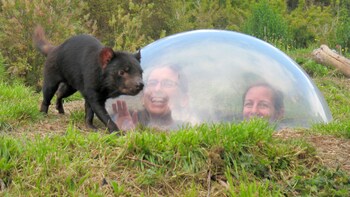Tasmanian Devil Unzoo Admission