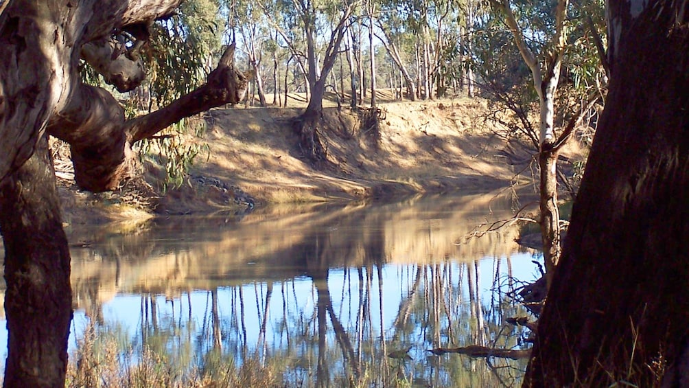 Show item 4 of 5. Landscape of the Murray River in Australia.