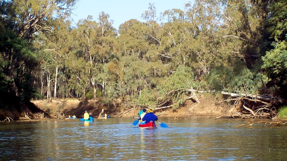Show item 5 of 5. Group on Murray River Canoeing in Australia.