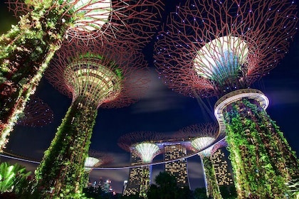 Gardens By The Bay Night Long-Exposure Photography