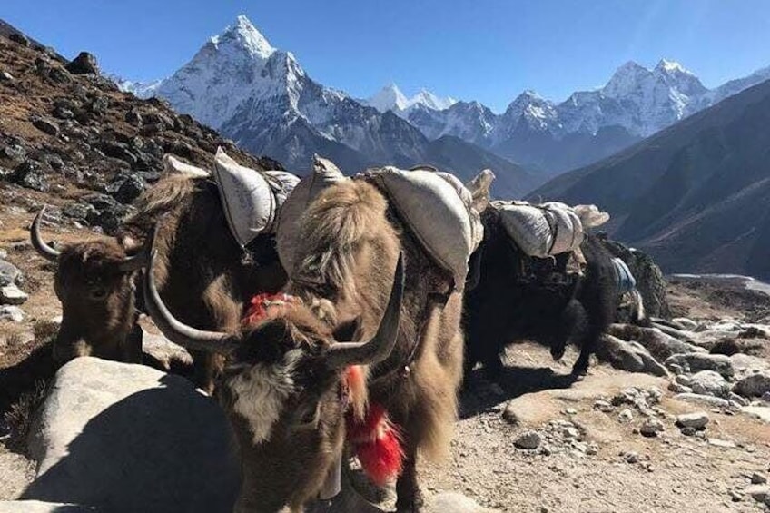 Yaks in Everest Base Camp Trek
