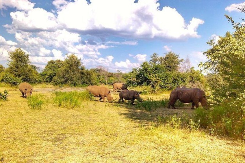 Game Drive into the Musi Otunya National Park