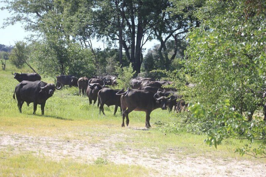 Chobe Full Day Safari