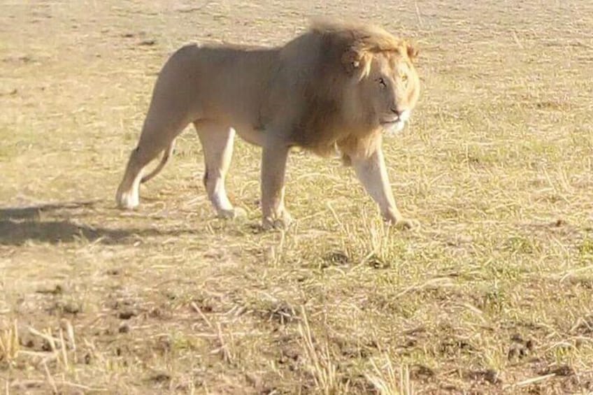 Chobe Full Day Safari