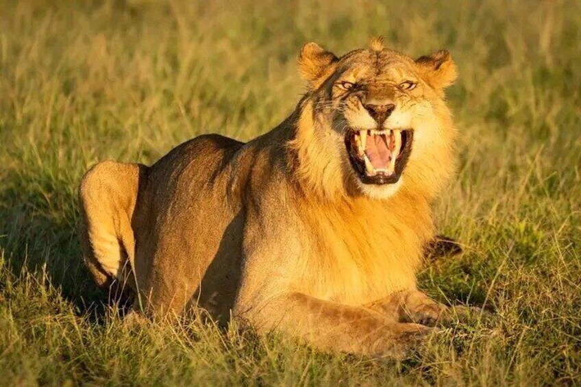 Chobe Full Day Safari